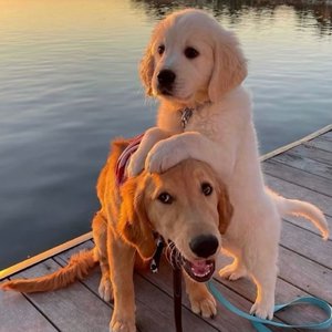 兽皇videosfree另类
